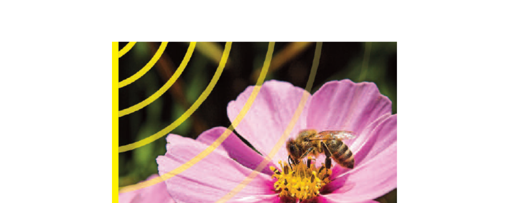 Bees, Birds and Mankind. Destroying Nature by ‘Electrosmog’.