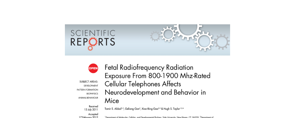 Fetal Radiofrequency Radiation  Exposure From 800-1900 Mhz-Rated Cellular Telephones Affects Neurodevelopment and Behavior in Mice